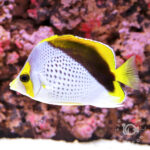 Declivis-Butterfly_250909