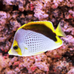 Declivis-Butterfly_250909