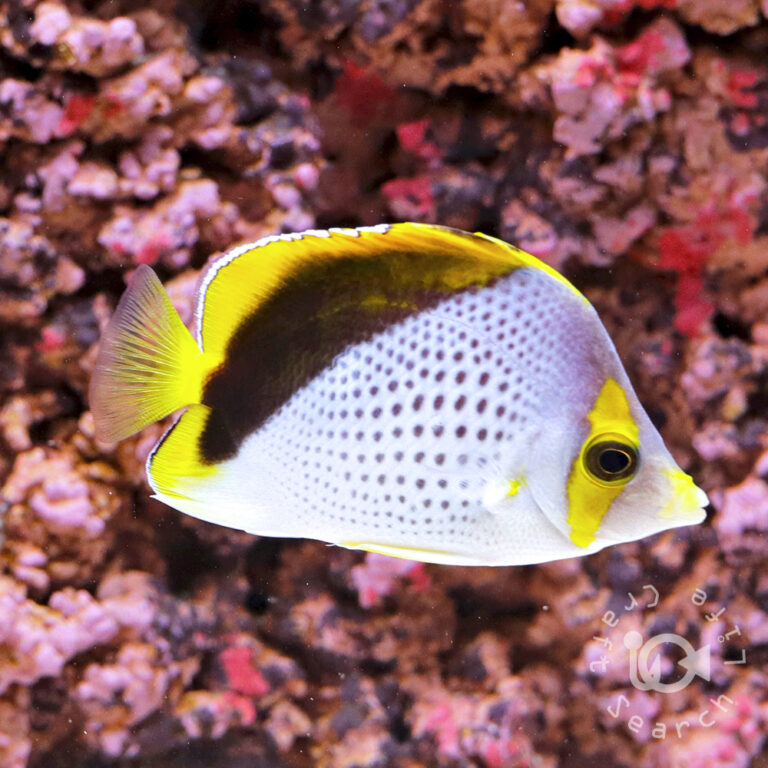 Declivis-Butterfly_251208