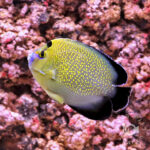 Goldflake-Angelfish_250911