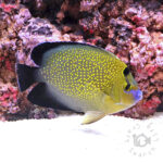 Goldflake-Angelfish_250911
