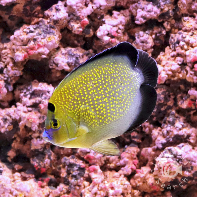 Goldflake-Angelfish_250911