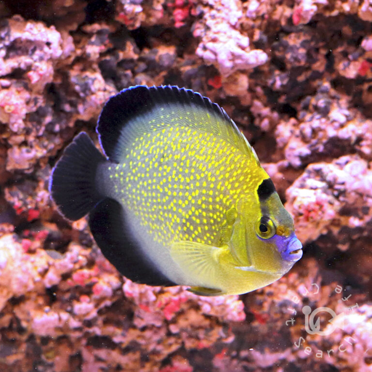 Goldflake-Angelfish_250911