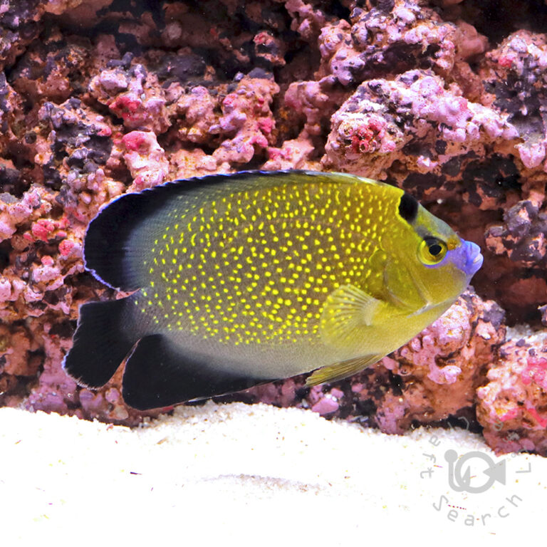 Goldflake-Angelfish_250911