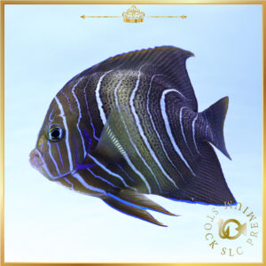 Hybrid-Angelfish_251414_PS