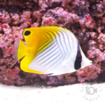 Threadfin-Butterflyfish_M