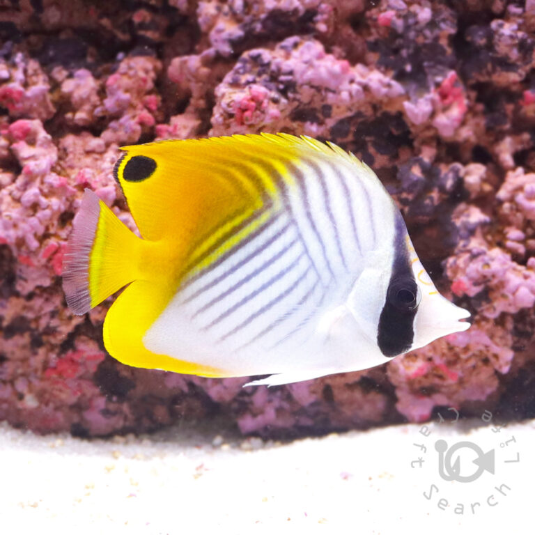 Threadfin-Butterflyfish_M