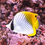 Threadfin-Butterflyfish_M