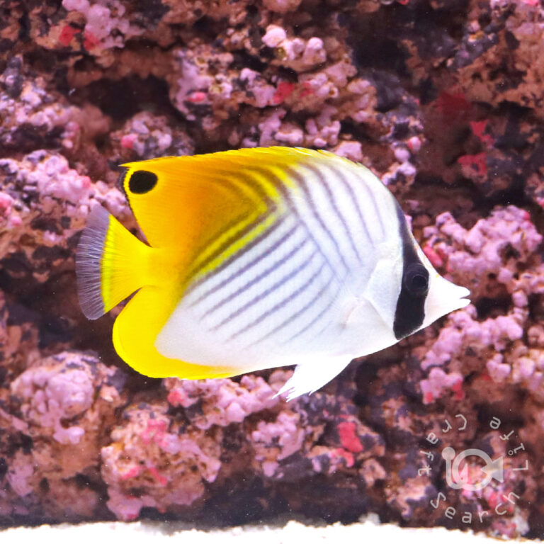Threadfin-Butterflyfish_M