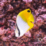 Threadfin-Butterflyfish_M