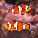 Ocellaris-Clownfish_Wild