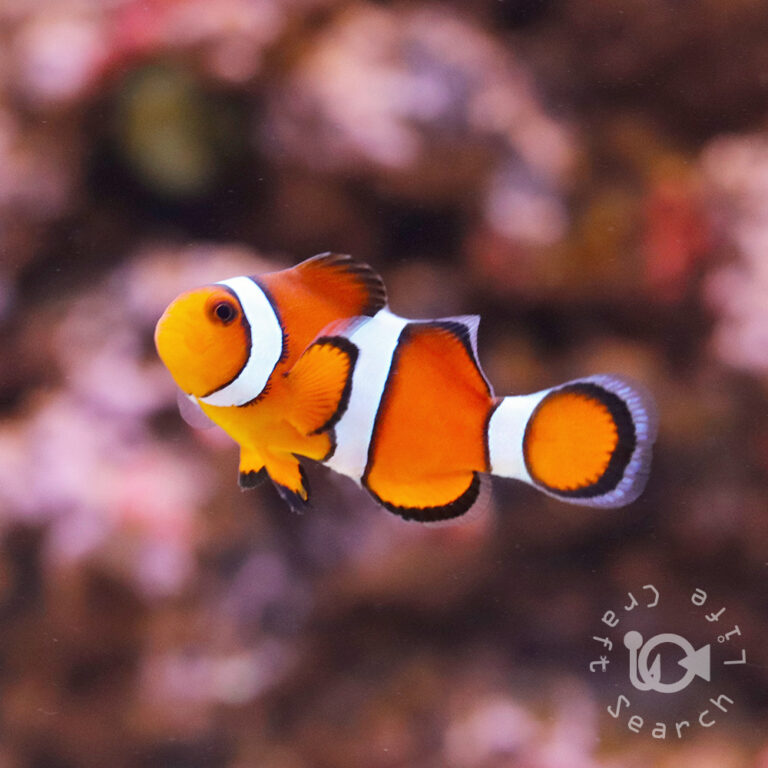 Ocellaris-Clownfish_Wild