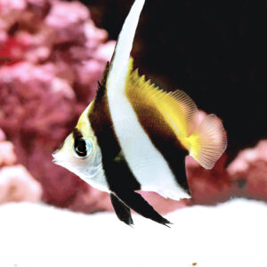 Pennant-Coralfish_S