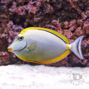 Orangespine-Unicornfish_LKA_L