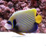 Emperor-Angelfish_LKA_M