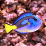 Regal-Tang_Yellowbelly_M