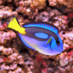 Regal-Tang_Yellowbelly_M