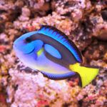 Regal-Tang_Yellowbelly_M