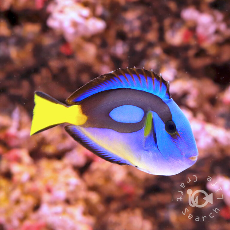 Regal-Tang_Yellowbelly_M