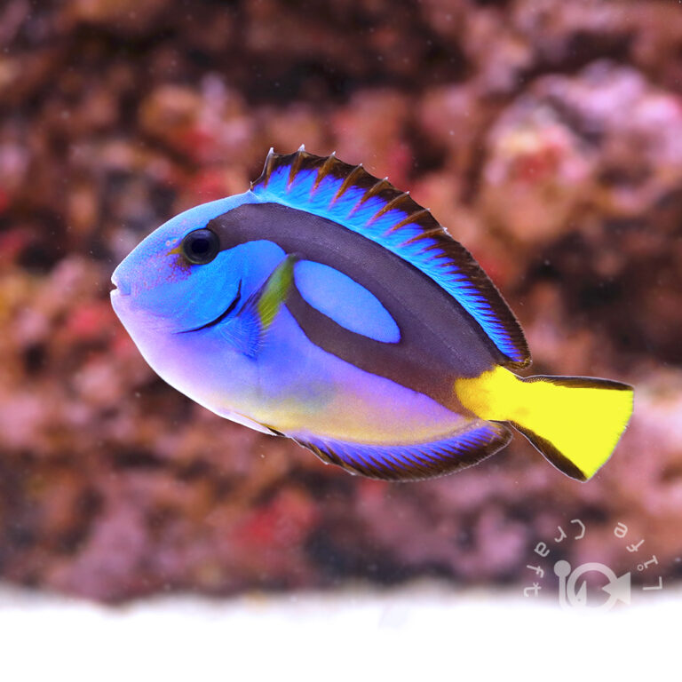 Regal-Tang_Yellowbelly_M