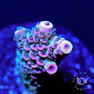 サンゴ・イソギンチャク