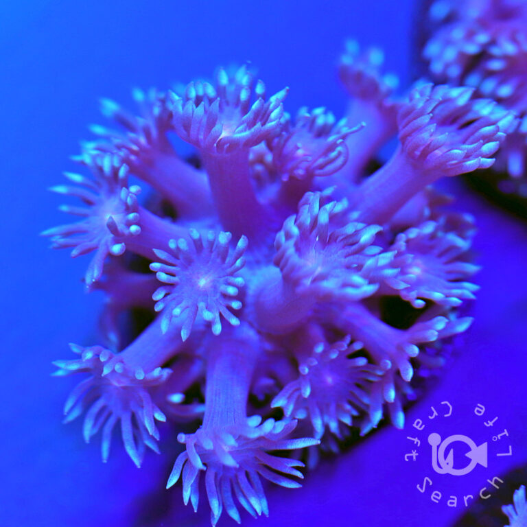 Purple-Goniopora