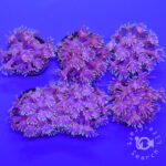 Purple-Goniopora