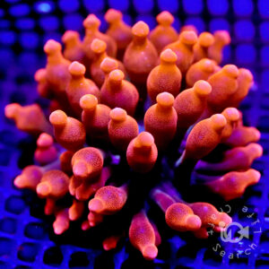 激安特販イボハタゴイソギンチャク±10~17cm 海水魚 LPS SPS ハードコーラル ミドリシイシ イソギンチャク ハタゴイソギンチャク サンゴ