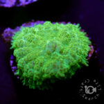 Green-Mushroom-Coral_B17