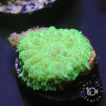 Green-Mushroom-Coral_B17
