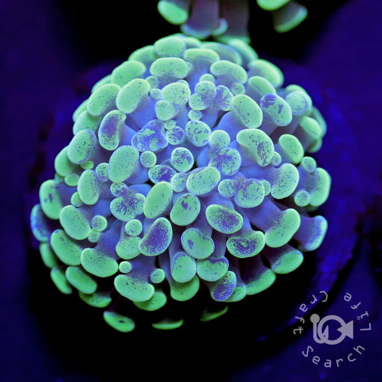 Hammer-Coral_Green
