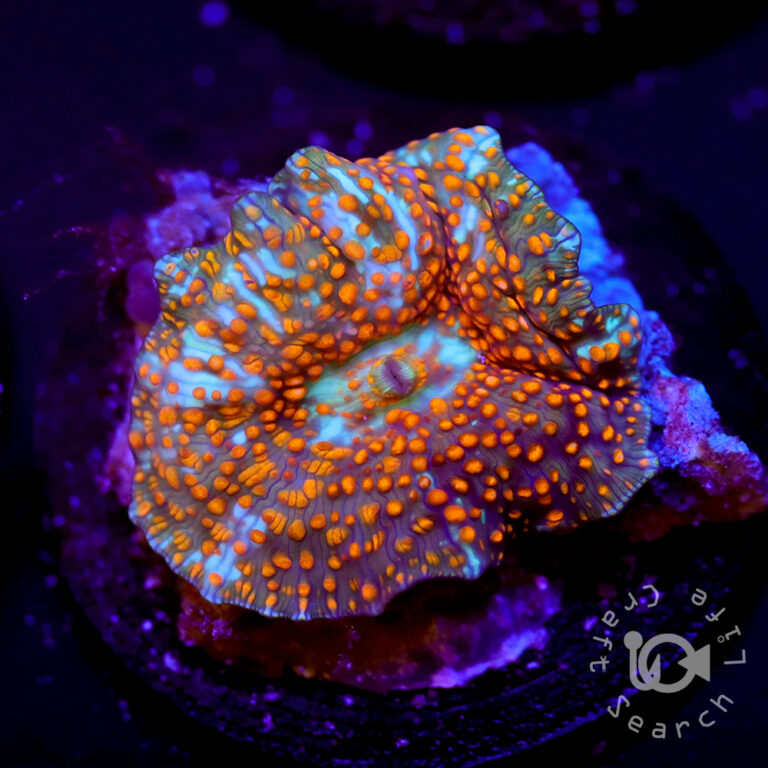 Orange-Blue-Mushroom-Coral