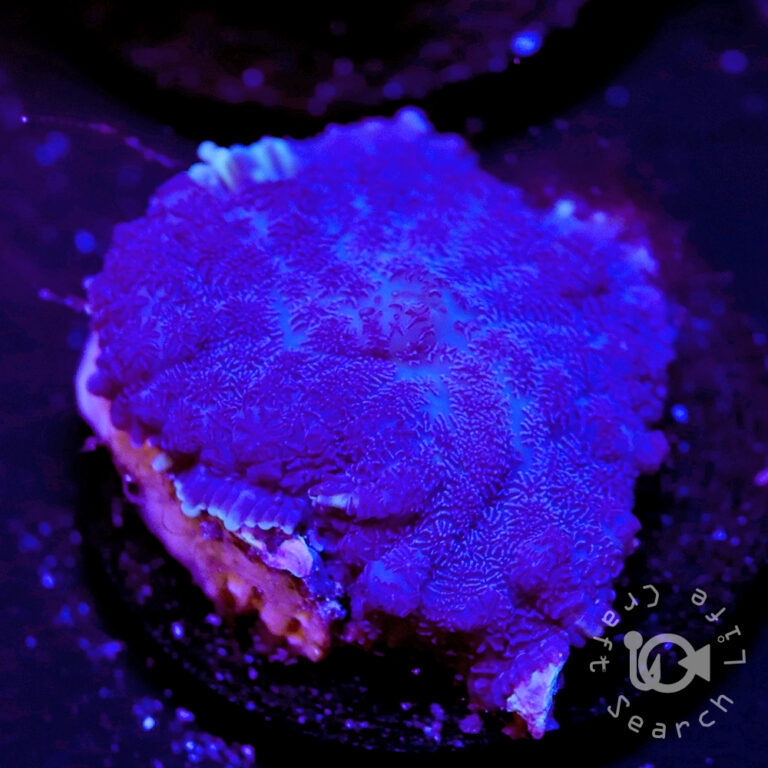 Blue-Mushroom-Coral