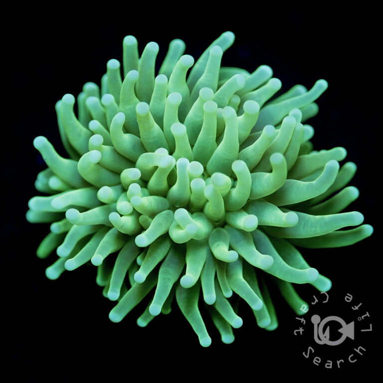 Green-Torch-Coral_G04