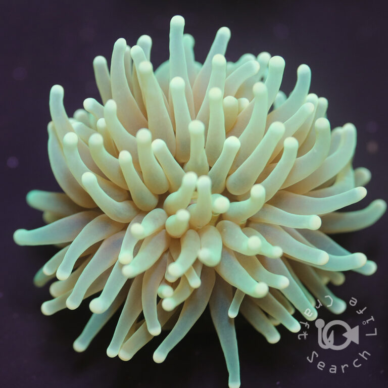 Green-Torch-Coral_G04