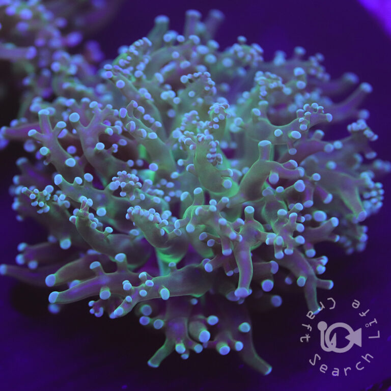 Frogspawn-Coral_Green