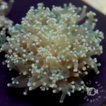 Frogspawn-Coral_Green