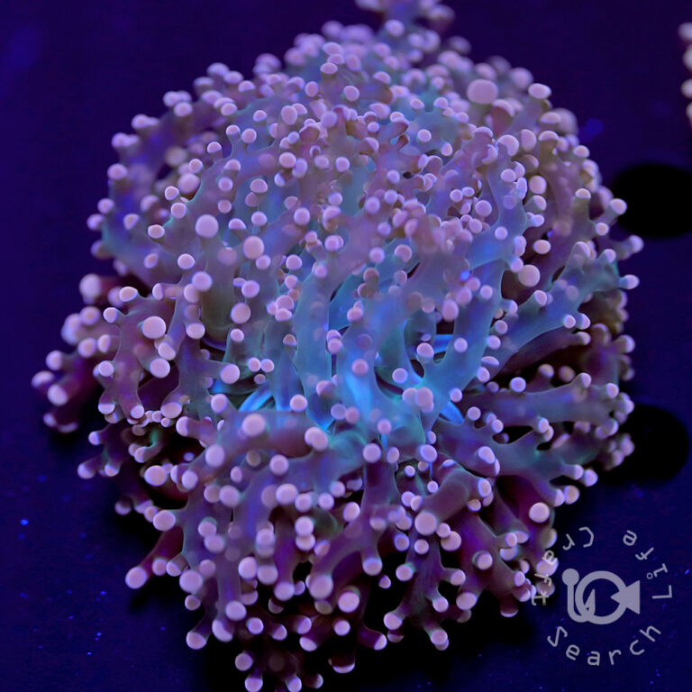 Frogspawn-Coral_Purple