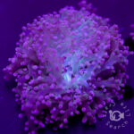 Frogspawn-Coral_Purple