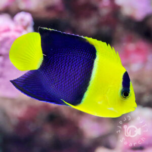 Bicolor-Angel-Fish