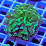 Euphyllia-Paraancora_Green_03-