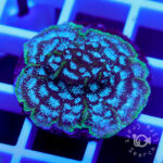 サンゴの譲ります。 Mr.Freeze-Leptoseris_01-