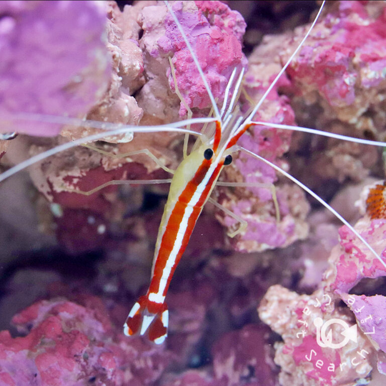  Pacific-Cleaner-Shrimp