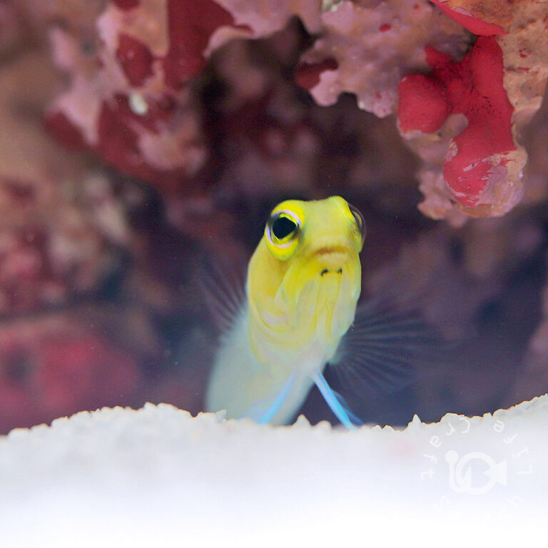Pearly-Yellowhead-Jawfish