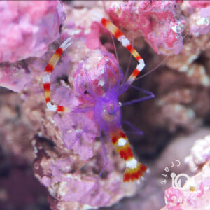 Purple-Banded-Coral-Shrimp