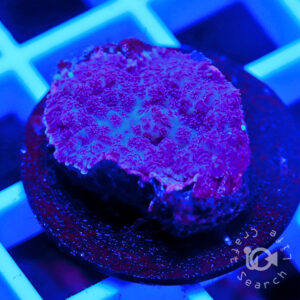 Rhodactis-Mushroom-Purple_01