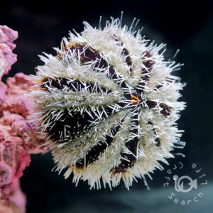 West-Indian-Sea-Urchin
