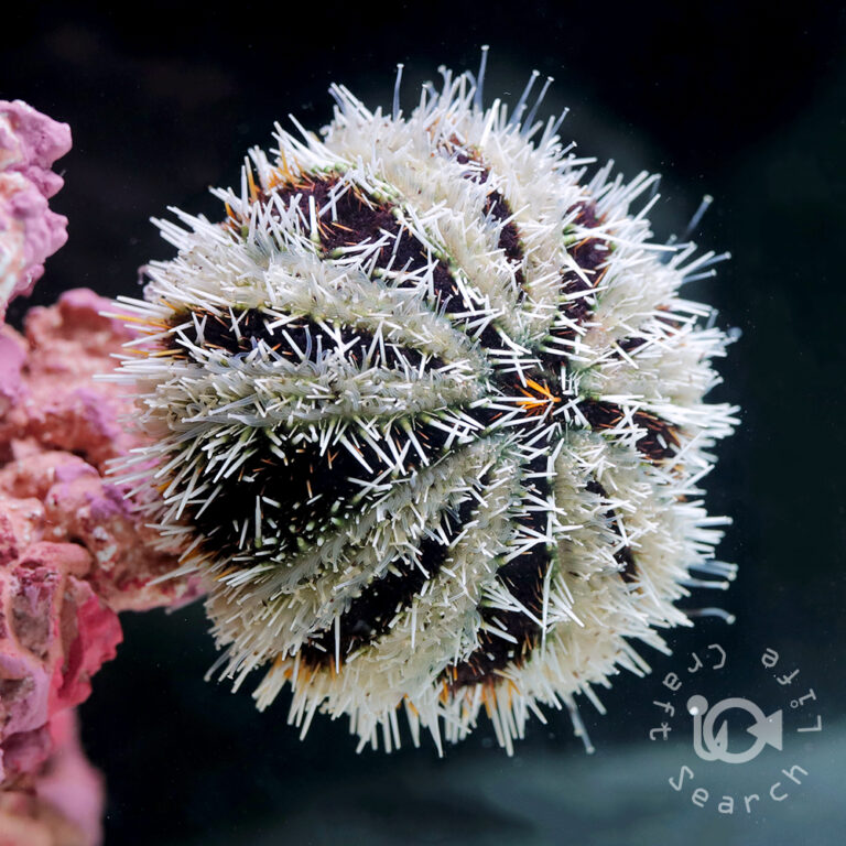 West-Indian-Sea-Urchin