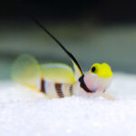 Yellow-Nose-Shrimp-Goby