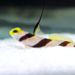 Yellow-Nose-Shrimp-Goby